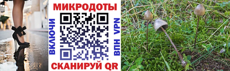 Купить закладки  Брянск  Псилоцибиновые грибы Psilocybe 